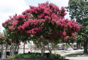 Pink Crepe Myrtle