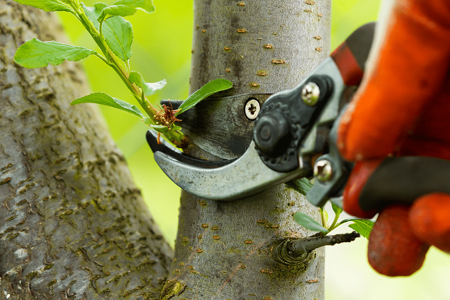 R M Tree Care | Tree Pruning Service