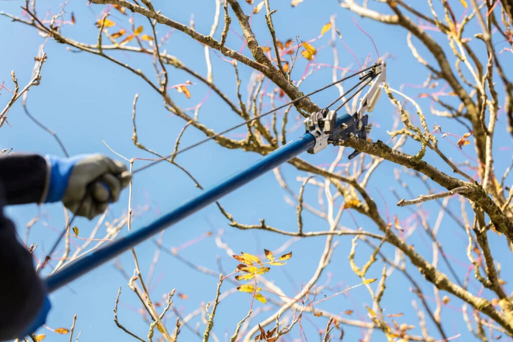 R M Tree Care | Dormant Pruning
